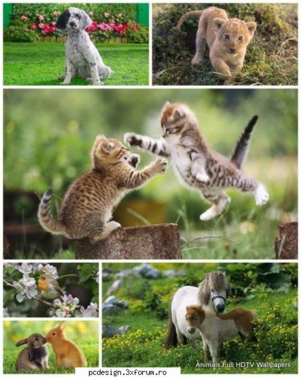 40 animals full hdtv | 40 pics | 1920x1080 px | 14,9 (mirror)
  20 wallpapers animal national