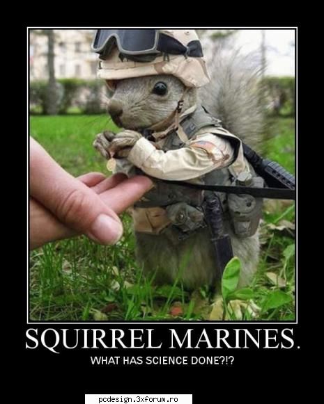 Squirrelmarines